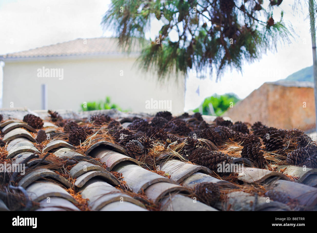 Pine cones on a roof Stock Photo