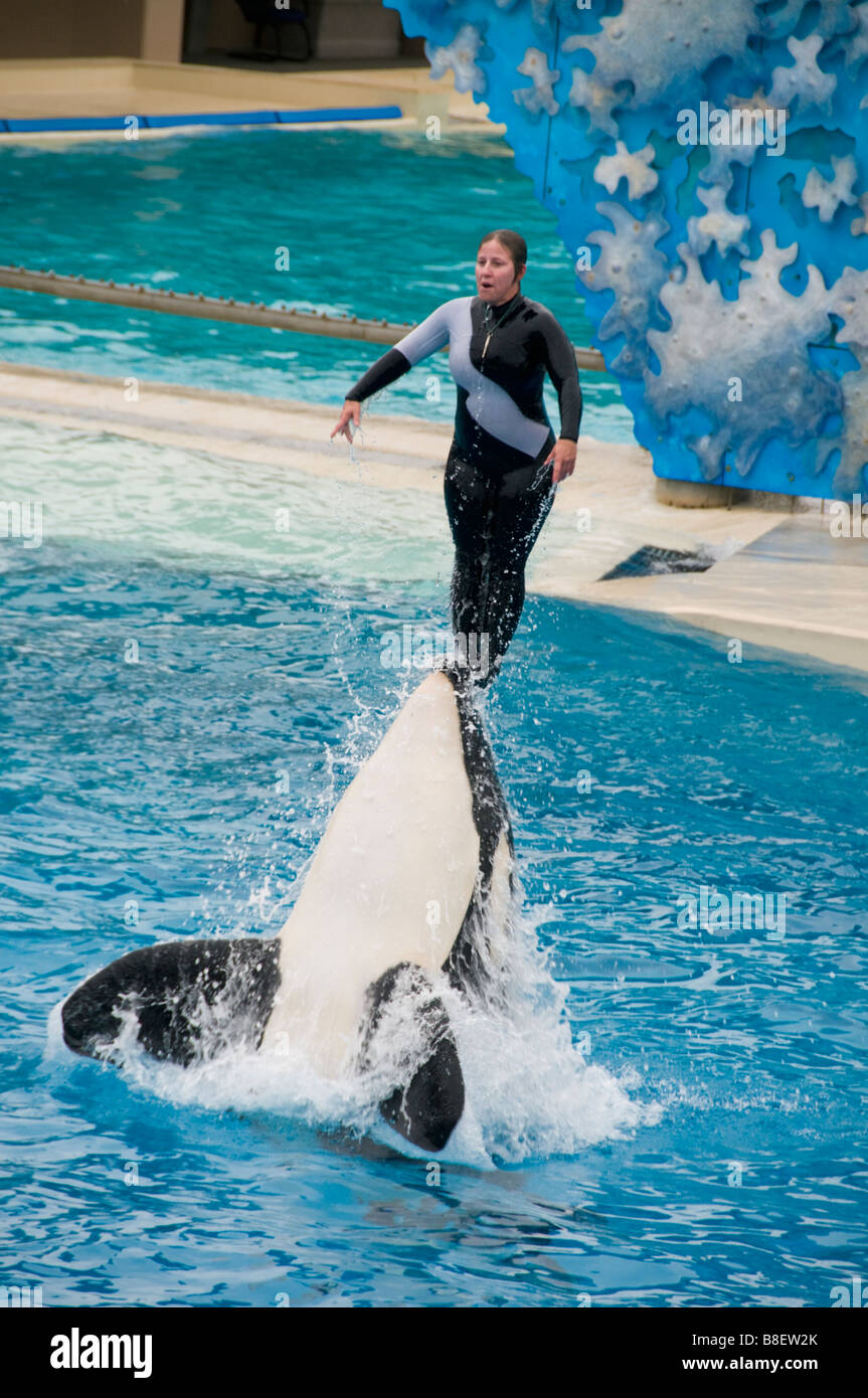 Killer Whale or Orca jumping with female trainer, SeaWorld, San Diego California Stock Photo