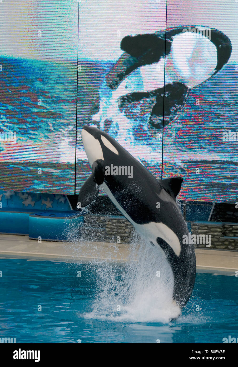 Killer Whale or Orca jumping, SeaWorld, San Diego California Stock