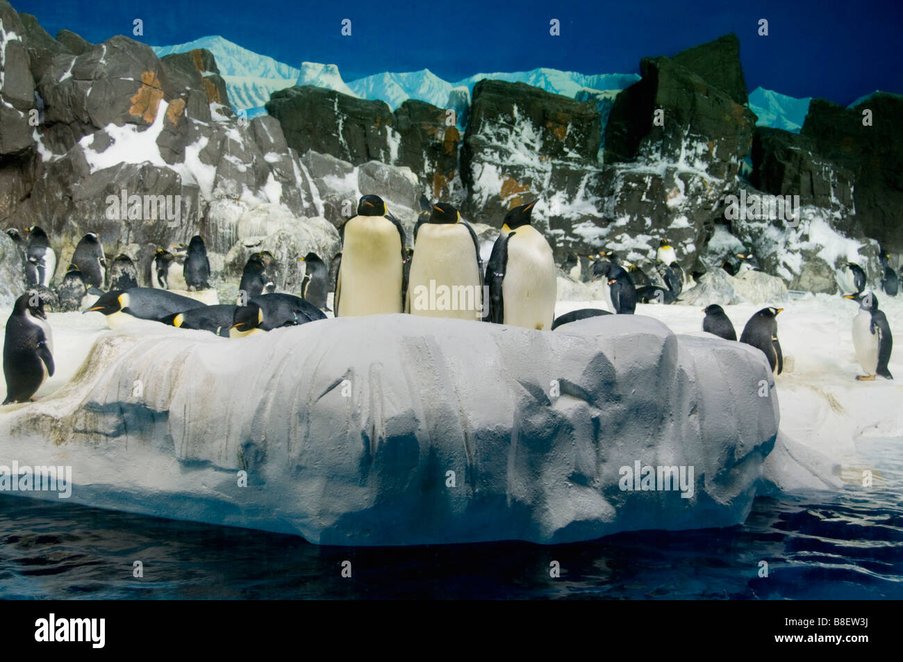 Emperor Penguins at SeaWorld, San Diego California Stock Photo Alamy