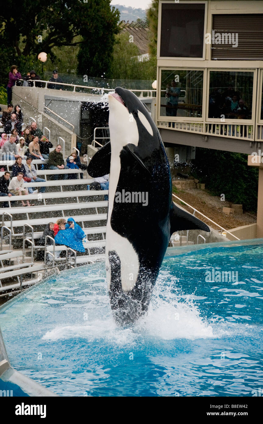 Killer Whale or Orca jumping, SeaWorld, San Diego California Stock Photo