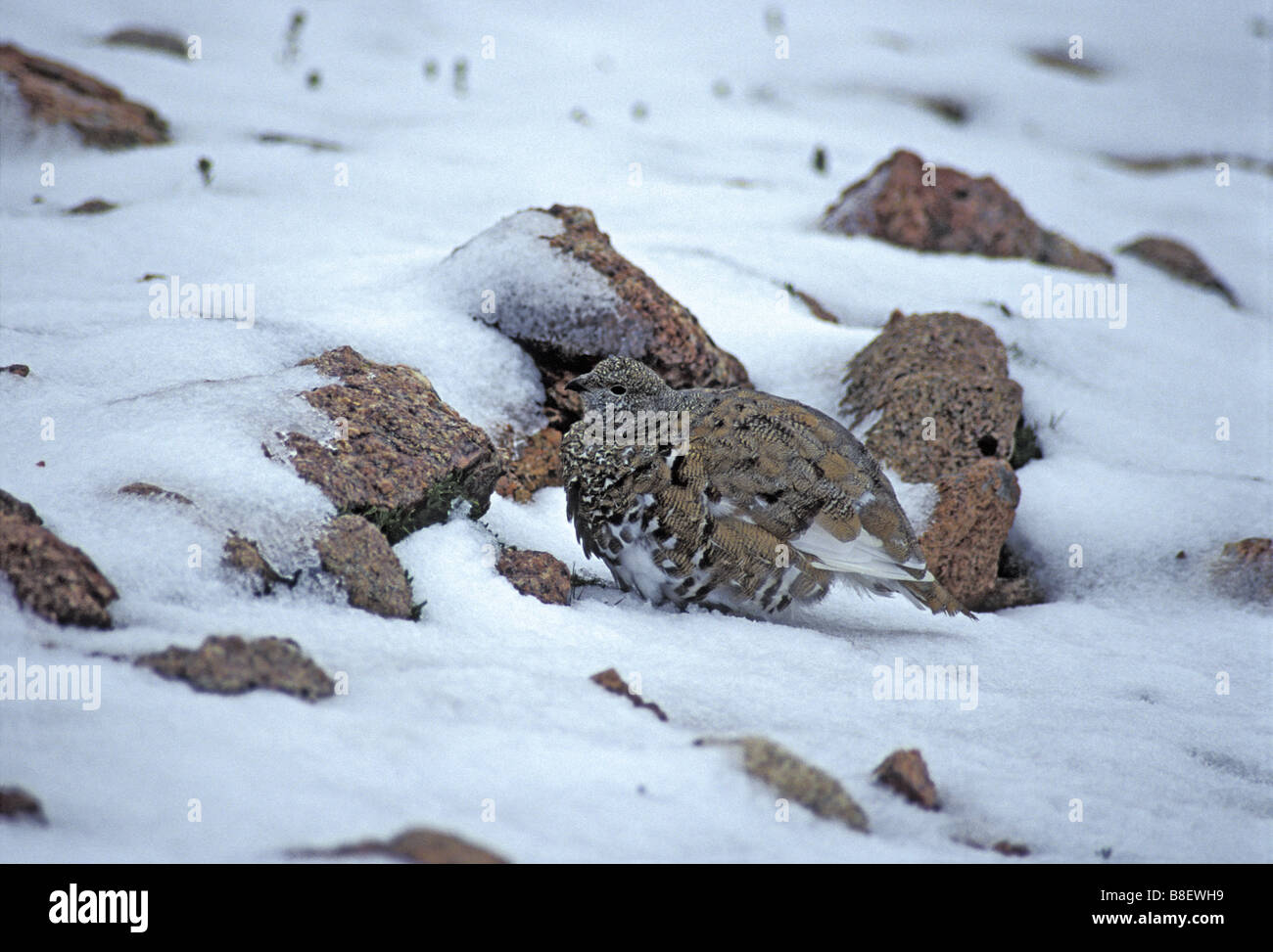 A White-tailed Ptarmigan (Logopus leucurus) blends in among the rocks with summer snow on Mt. Evans, Colorado US. Stock Photo