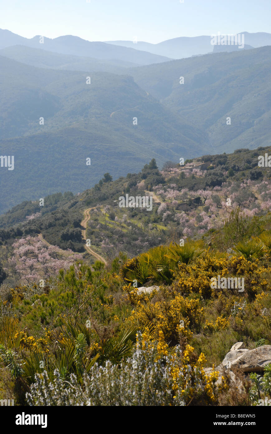 rosemary, gorse, almond orchards & mountains, near Benimaurell, Vall de Laguar, Alicante province, Comunidad Valenciana, Spain Stock Photo