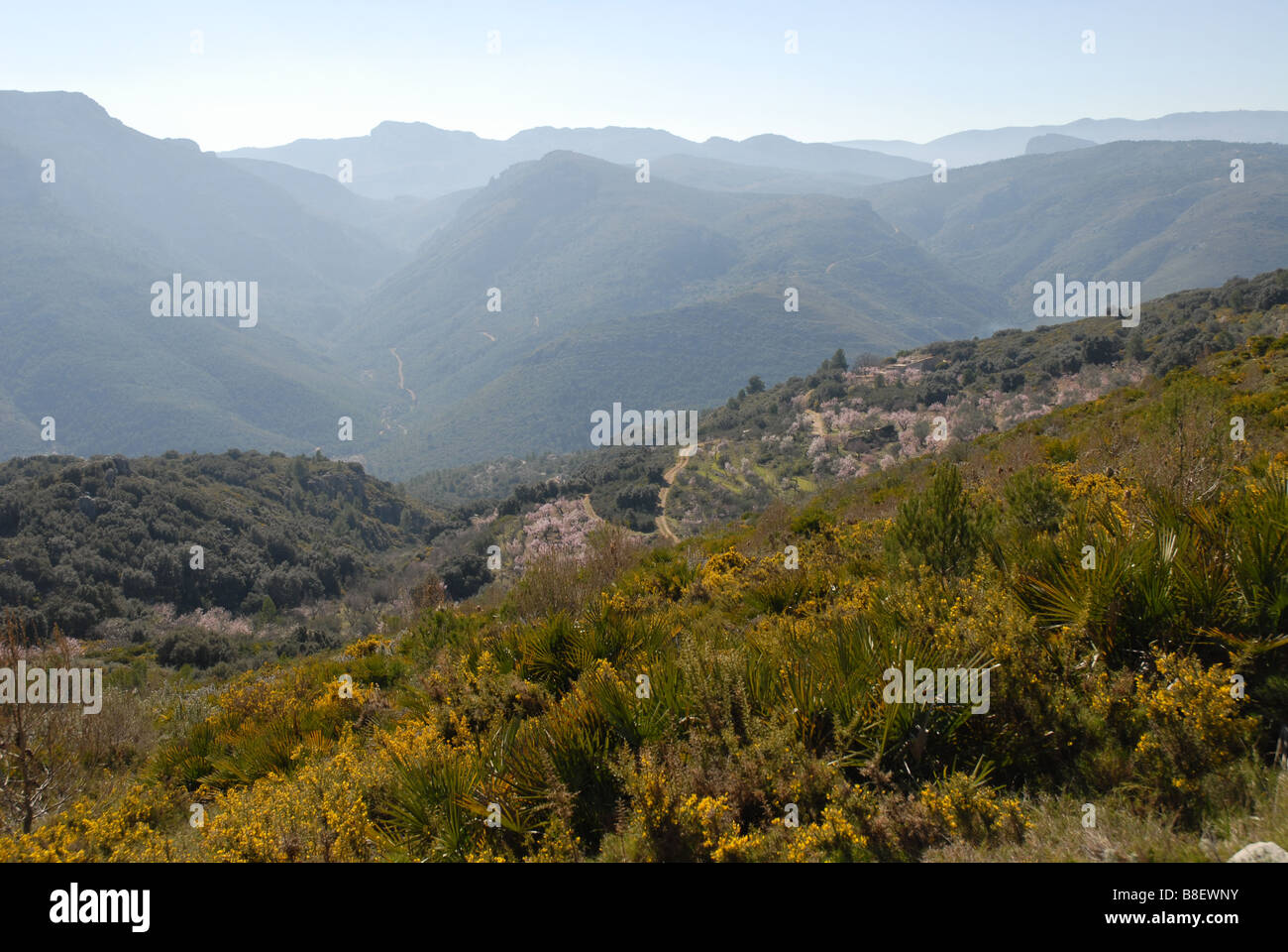 gorse, almond orchards and mountains, near Benimaurell, Vall de Laguar, Alicante province, Comunidad Valenciana, Spain Stock Photo