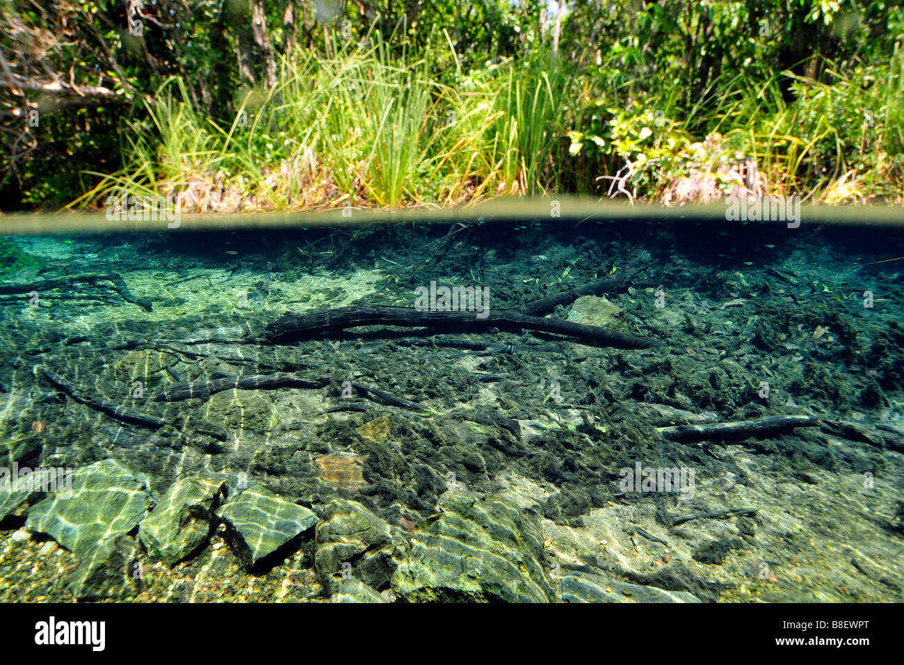 Underwater landscape of Olho D'Agua river, Bonito, Mato Grosso do Sul,  Brazil Stock Photo - Alamy