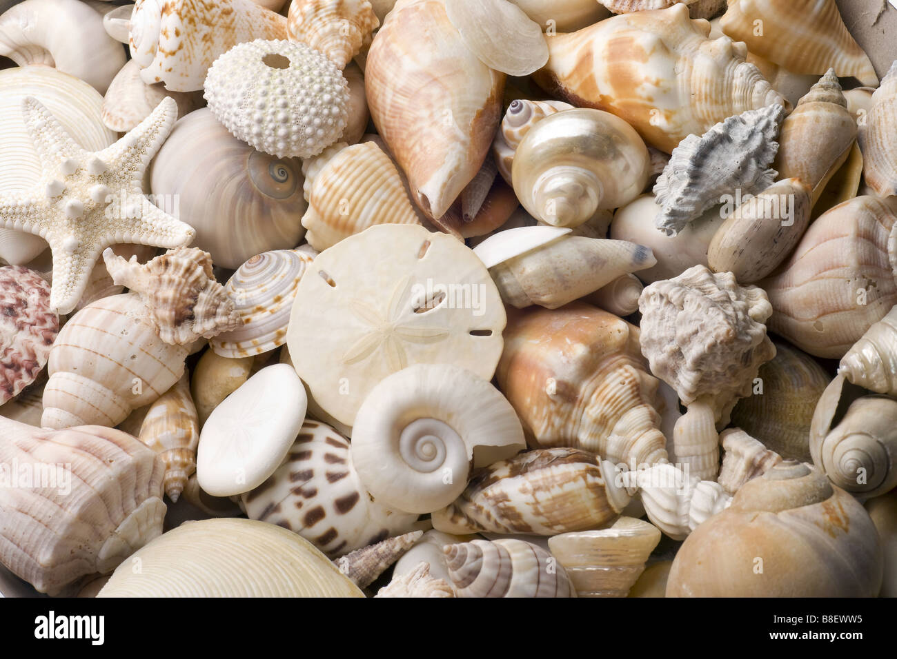Sea Shell Kind Kinds of sea shells hi-res stock photography and images - Alamy
