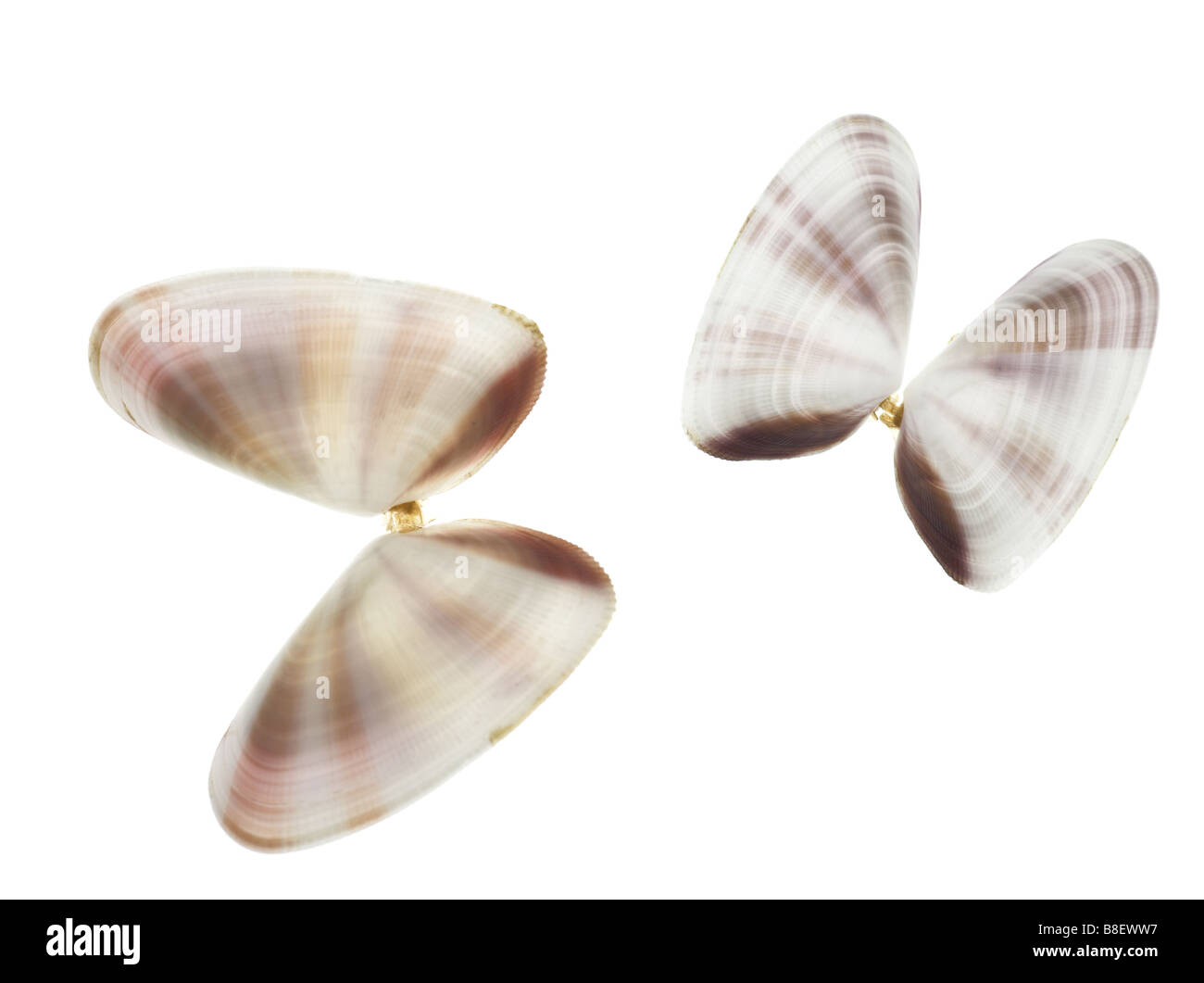 coquina butterfly shells isolated on white Stock Photo