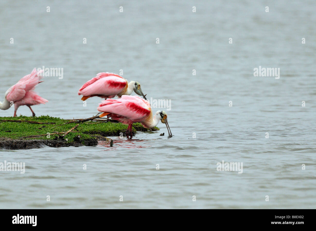 Spoonbill spoonbills hi-res stock photography and images - Alamy