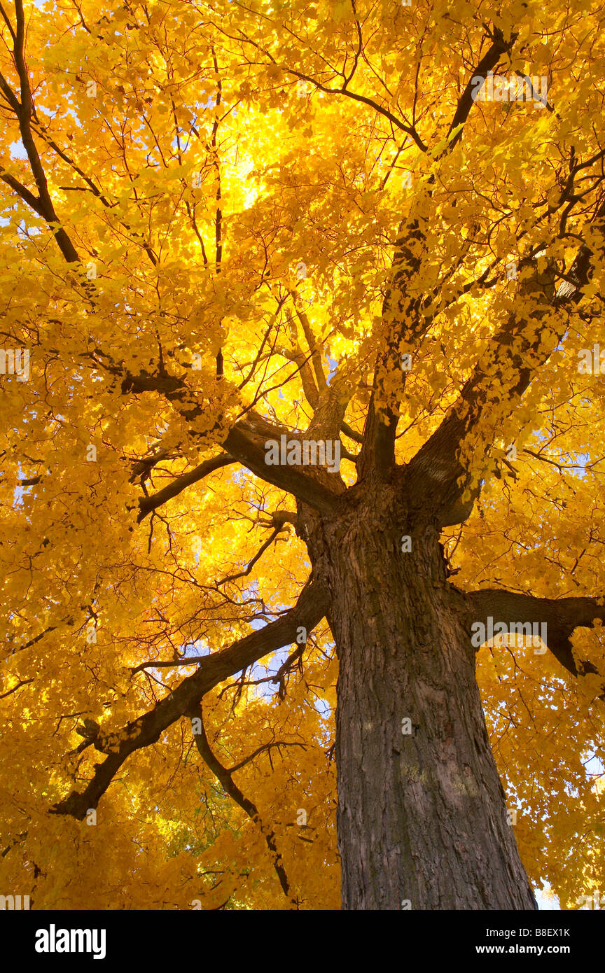 sugar maple tree (Acer saccharum) in autumn, Iowa Stock Photo