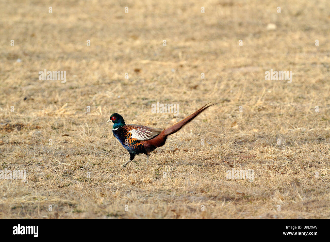 Ring-necked Pheasant Stock Photo