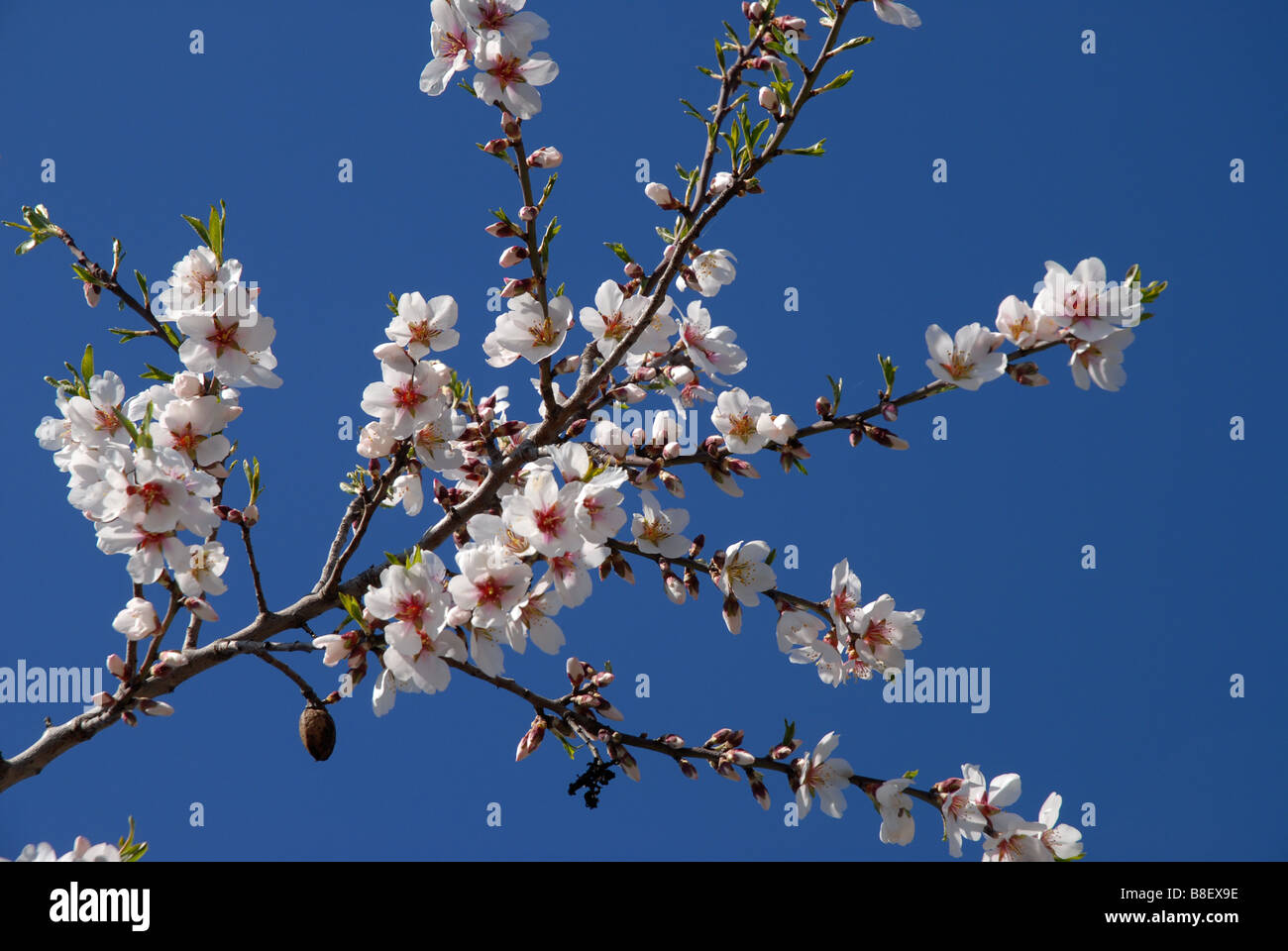 almond tree branch with blossom, almonds and fresh green leaves, Spain Stock Photo Alamy