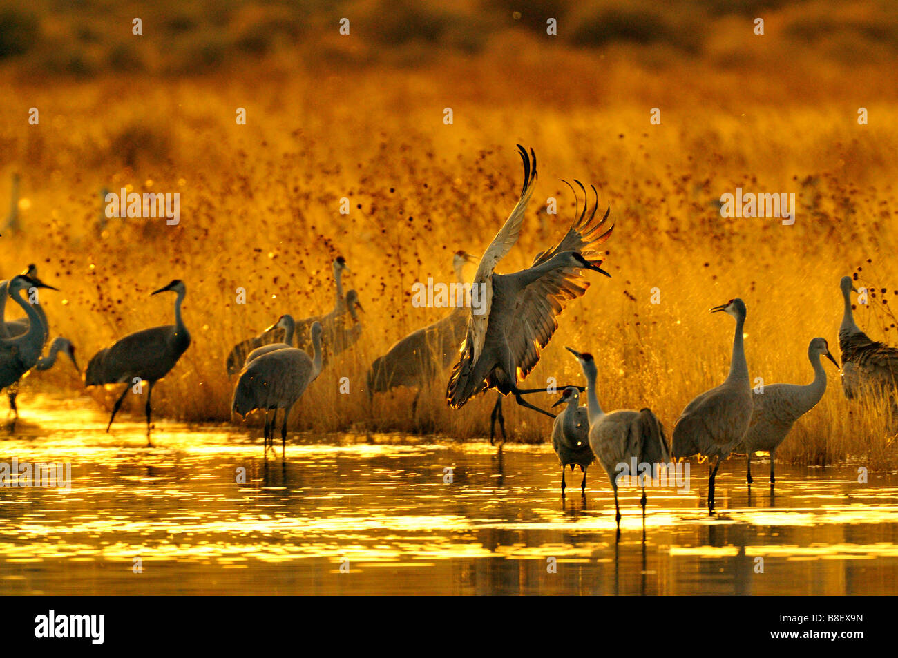 Bosque del apache sunset hi-res stock photography and images - Alamy