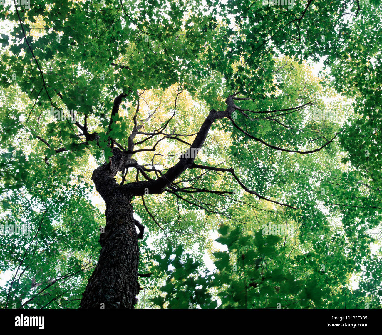 ancient sugar maple tree (Acer saccharum) in an old growth northern