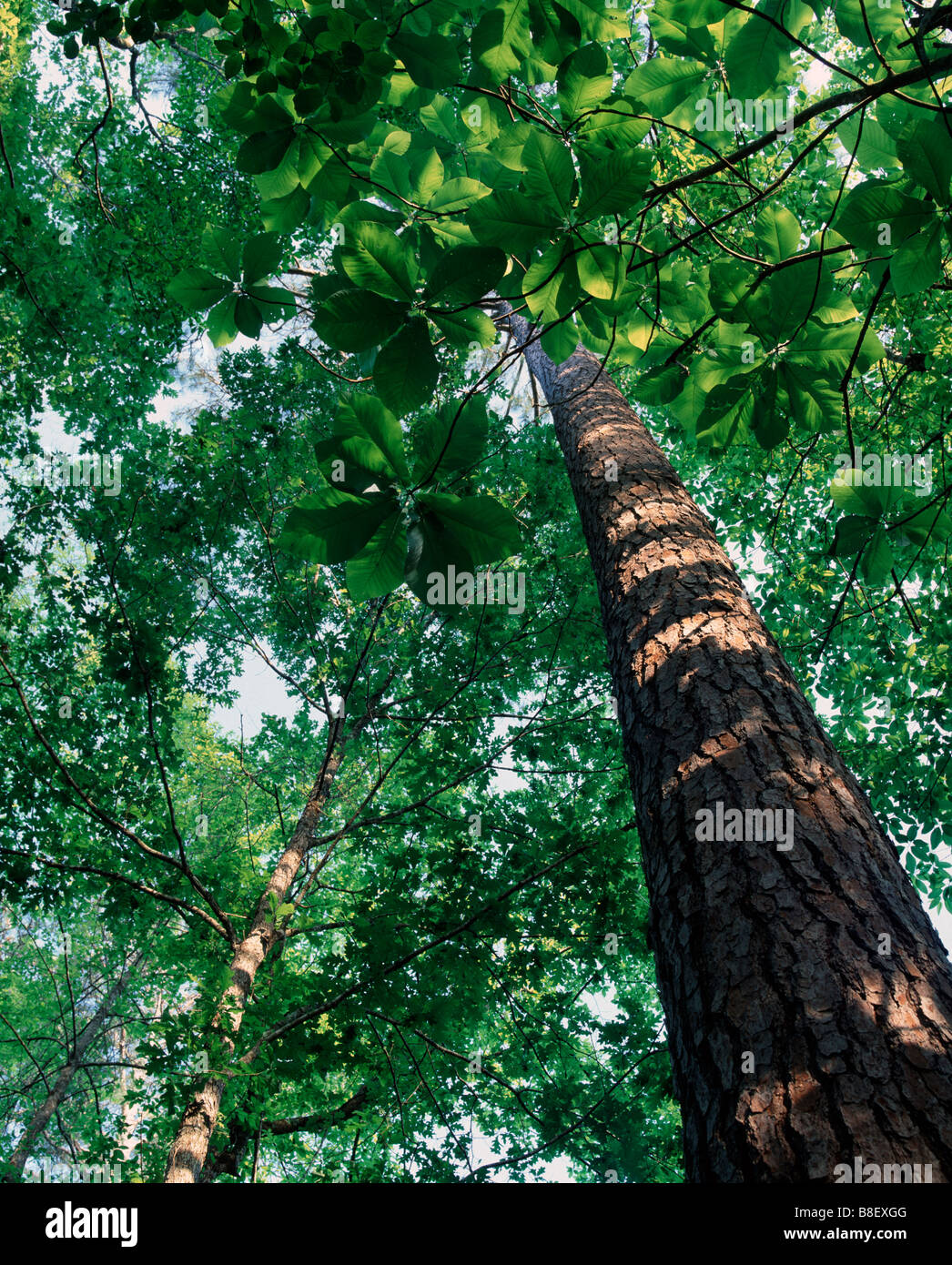 Magnolia tree mississippi hires stock photography and images Alamy