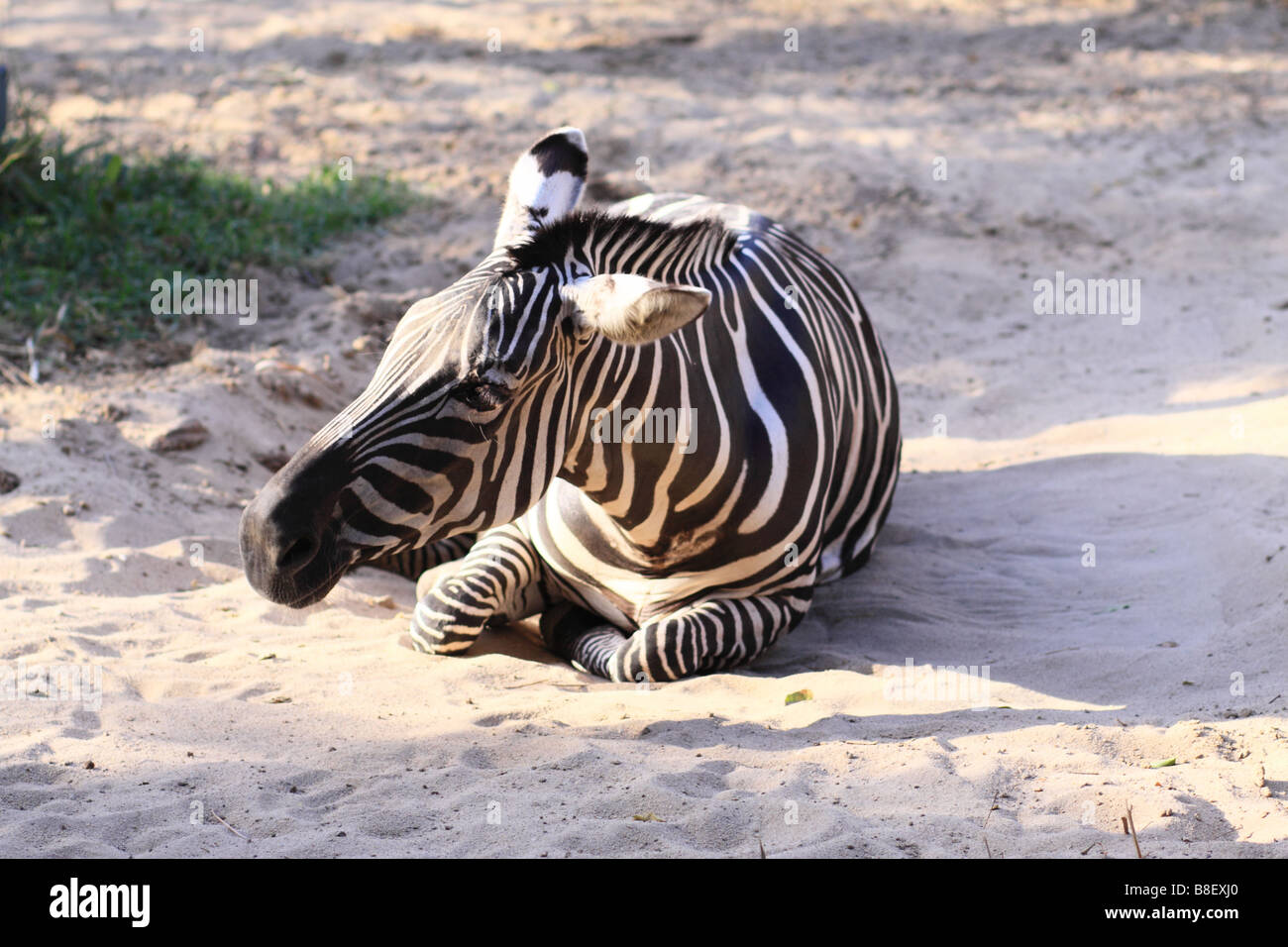 Zebra in the zoo. Barranquilla, Atantico, atlantic coast, Colombia, South America Stock Photo