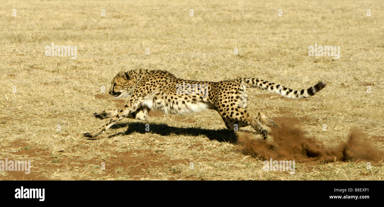 Running cheetah Stock Photo
