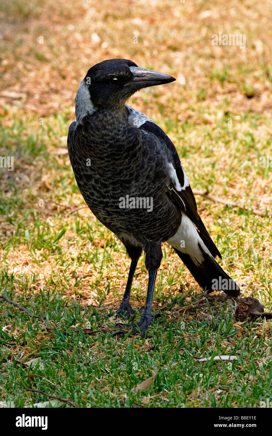 Australian Birds / An Australian Magpie.Melbourne Victoria Australia