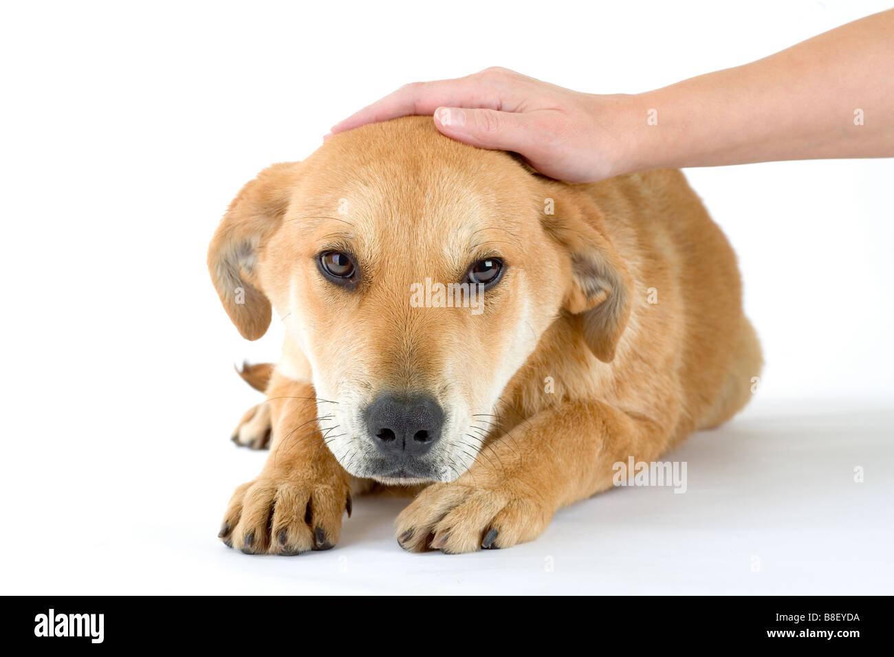 puppy dog enjoys being stroked isolated Stock Photo