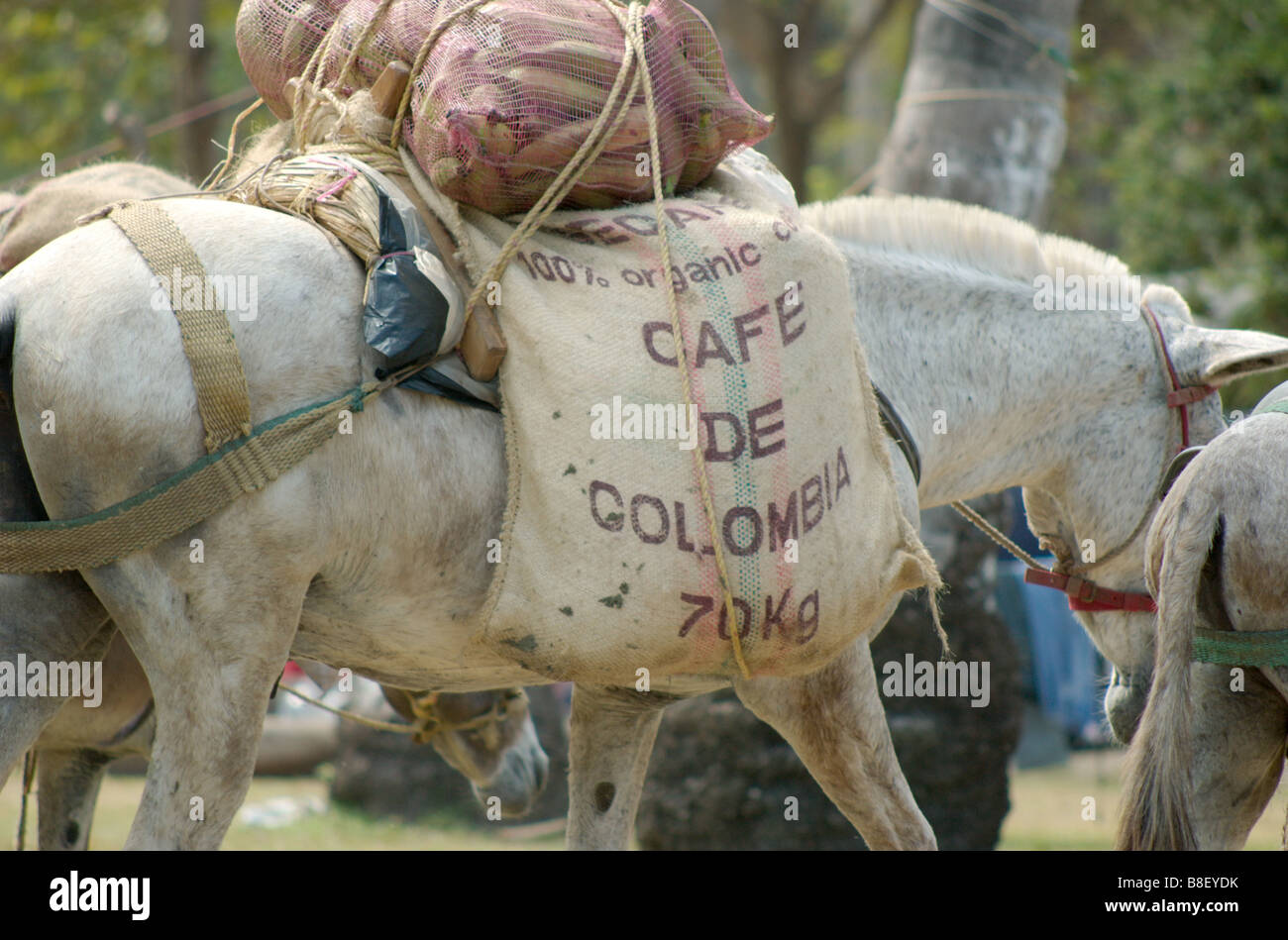 A horse carrying a bag of 100% pure Colombian coffee in Parque Tayrona, Colombia Stock Photo