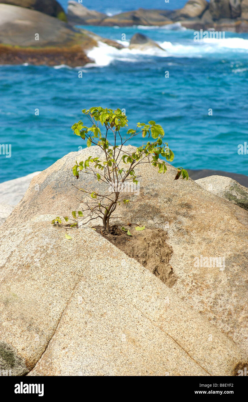 A tree growing out from a rock in Tayrona National Park Stock Photo