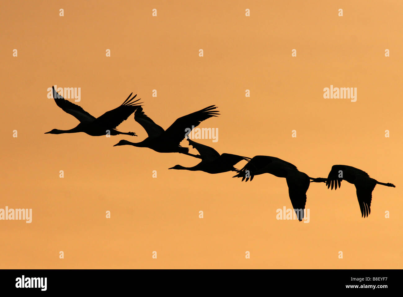 Israel Hula Valley silhouette of five Grey Cranes Grus grus flying at sunset winter February 2008 Stock Photo