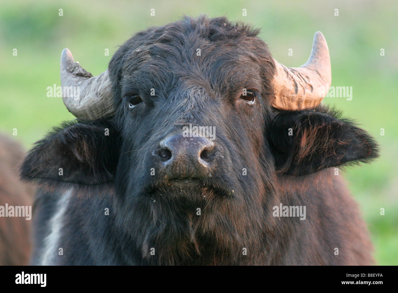 Israel Hula Valley a herd of Water Buffaloes Stock Photo