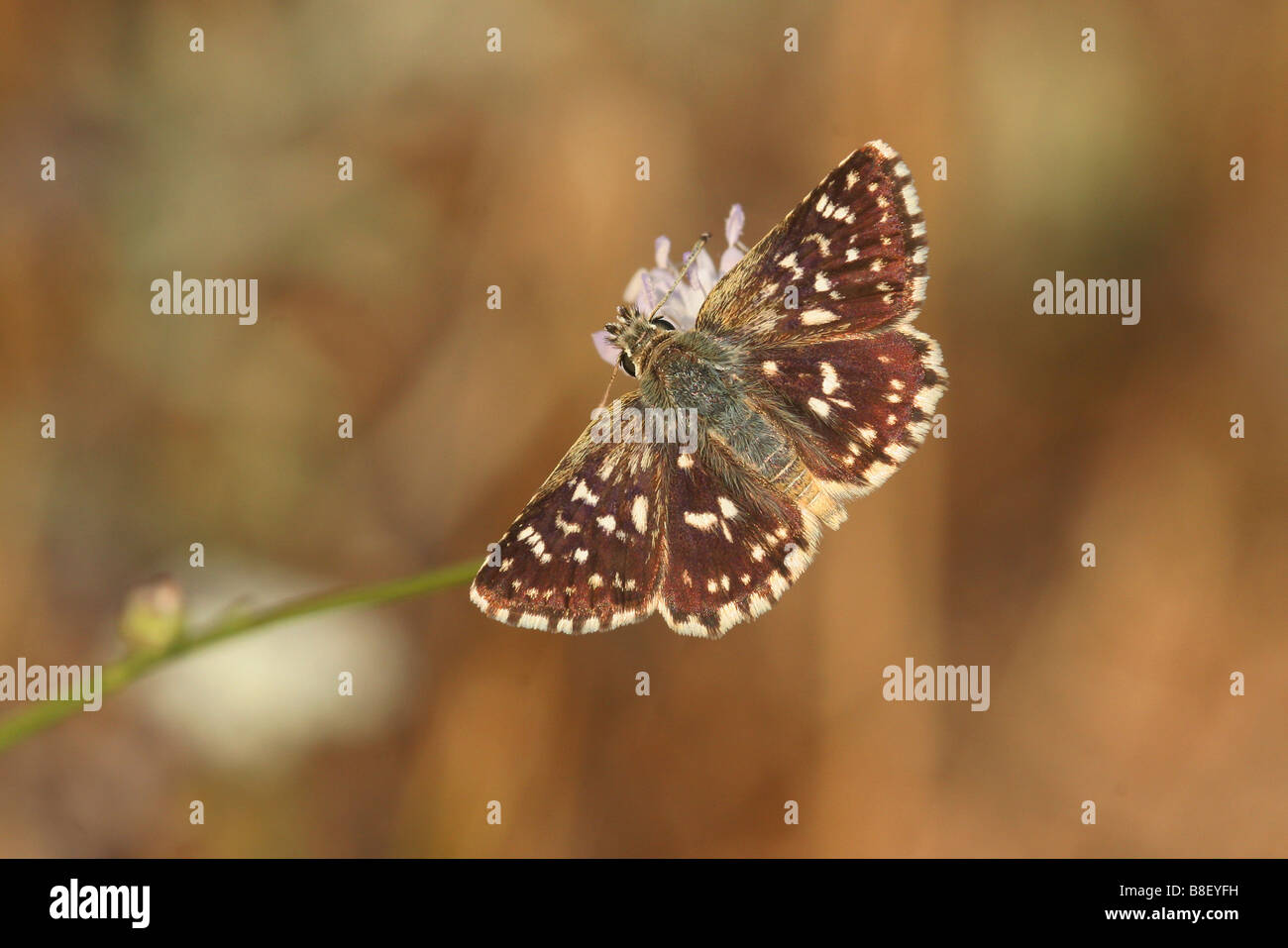 Mallow Skipper Carcharodus alceae Butterfly shot in Israel Summer June Stock Photo