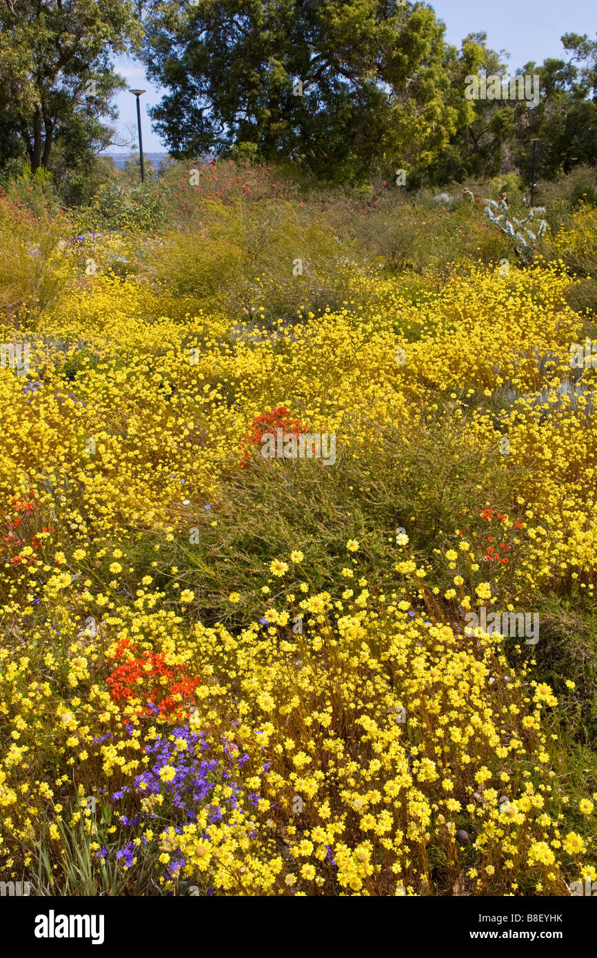 Kings park wildflowers hires stock photography and images Alamy