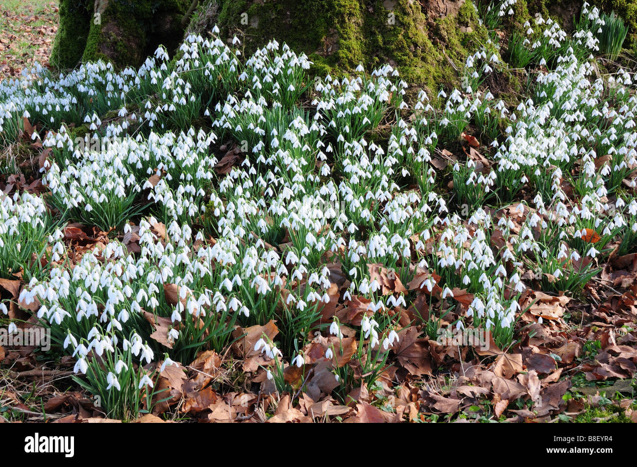 Snowdrops Galanthus nivalis and mossy tree trunk  Carmarthenshire Wales Stock Photo