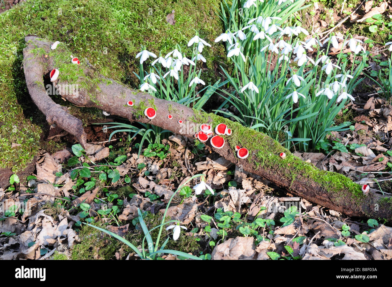 Snowdrops Galanthus nivalis and Scarlet Elf Cup Fungi Sarcosypha coccinea on a woodland floor Stock Photo