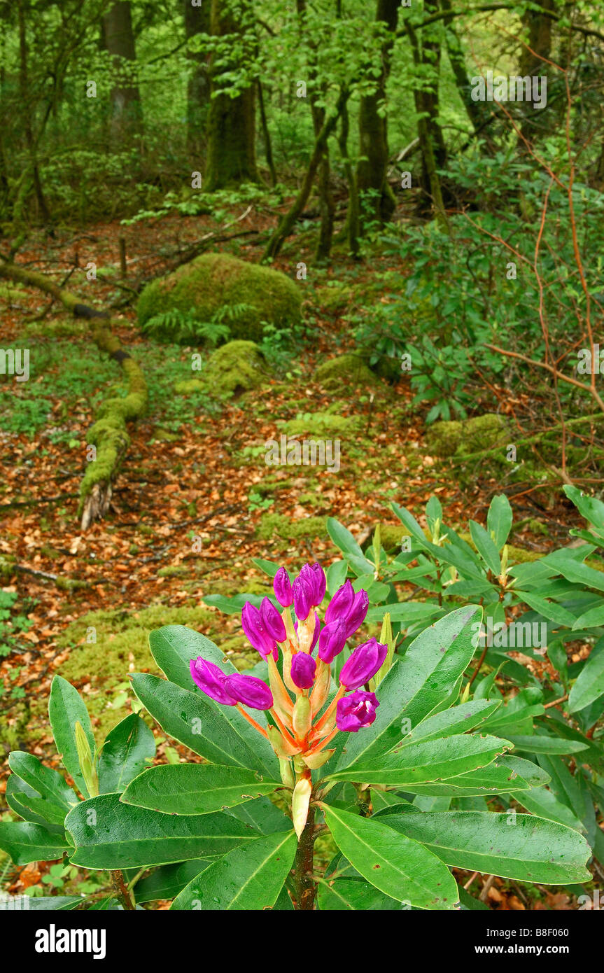 Landscape at Argyll Forest park Argyll Scotland UK Stock Photo - Alamy