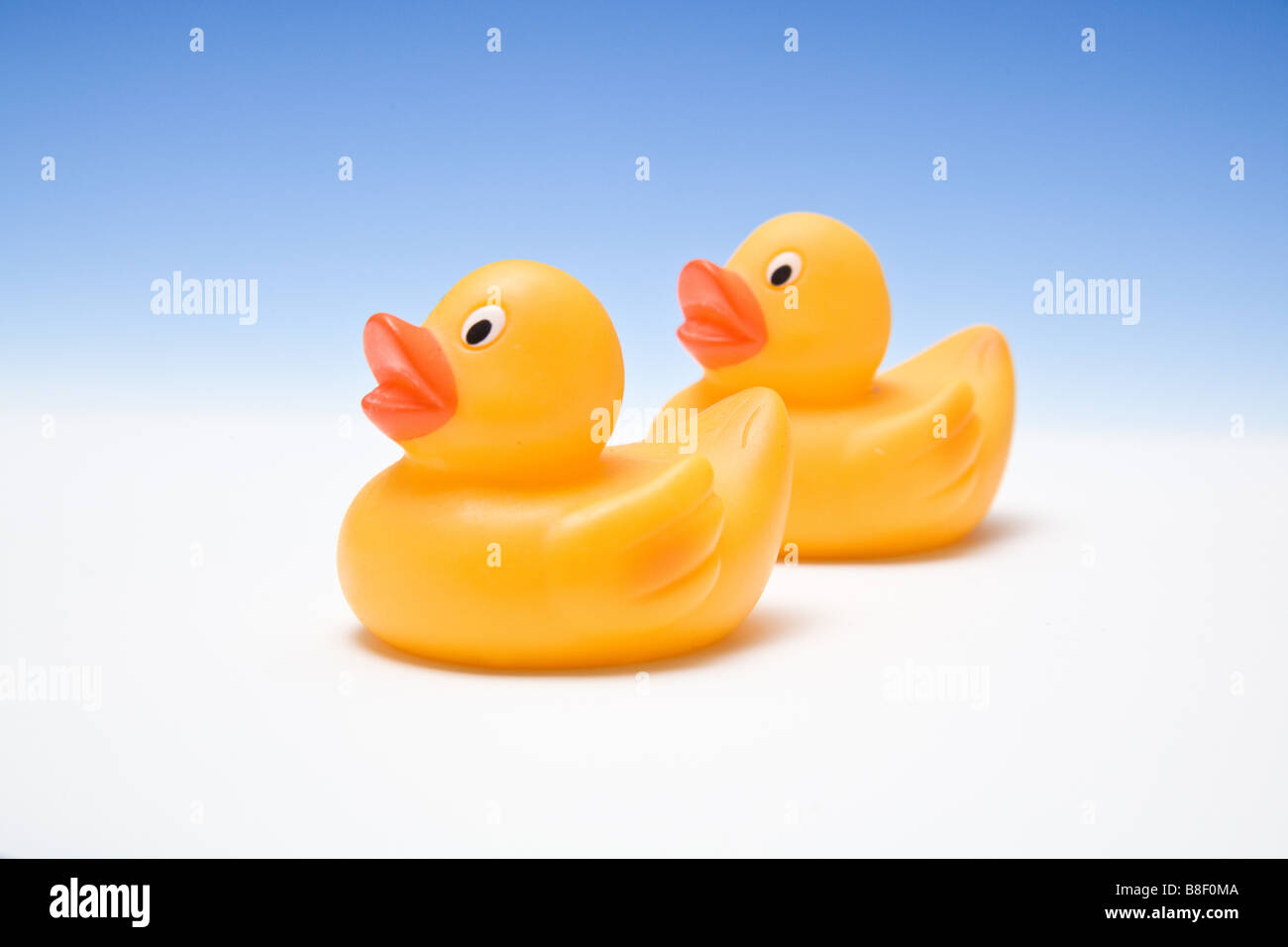 Rubber ducks on a blue graduated studio background Stock Photo - Alamy
