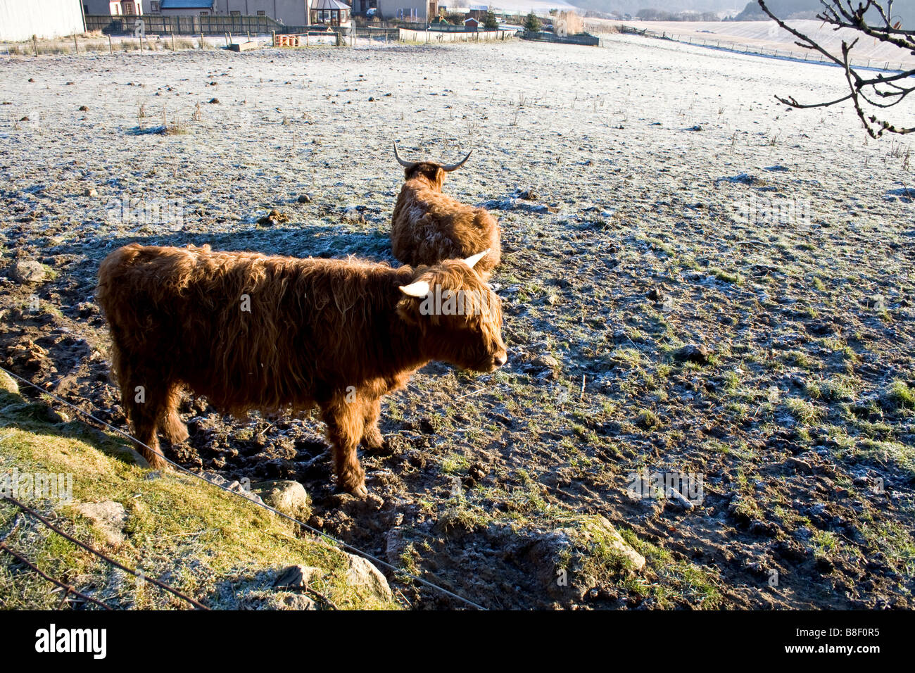 Two highland cows in a frosty pasture in Scotland Stock Photo