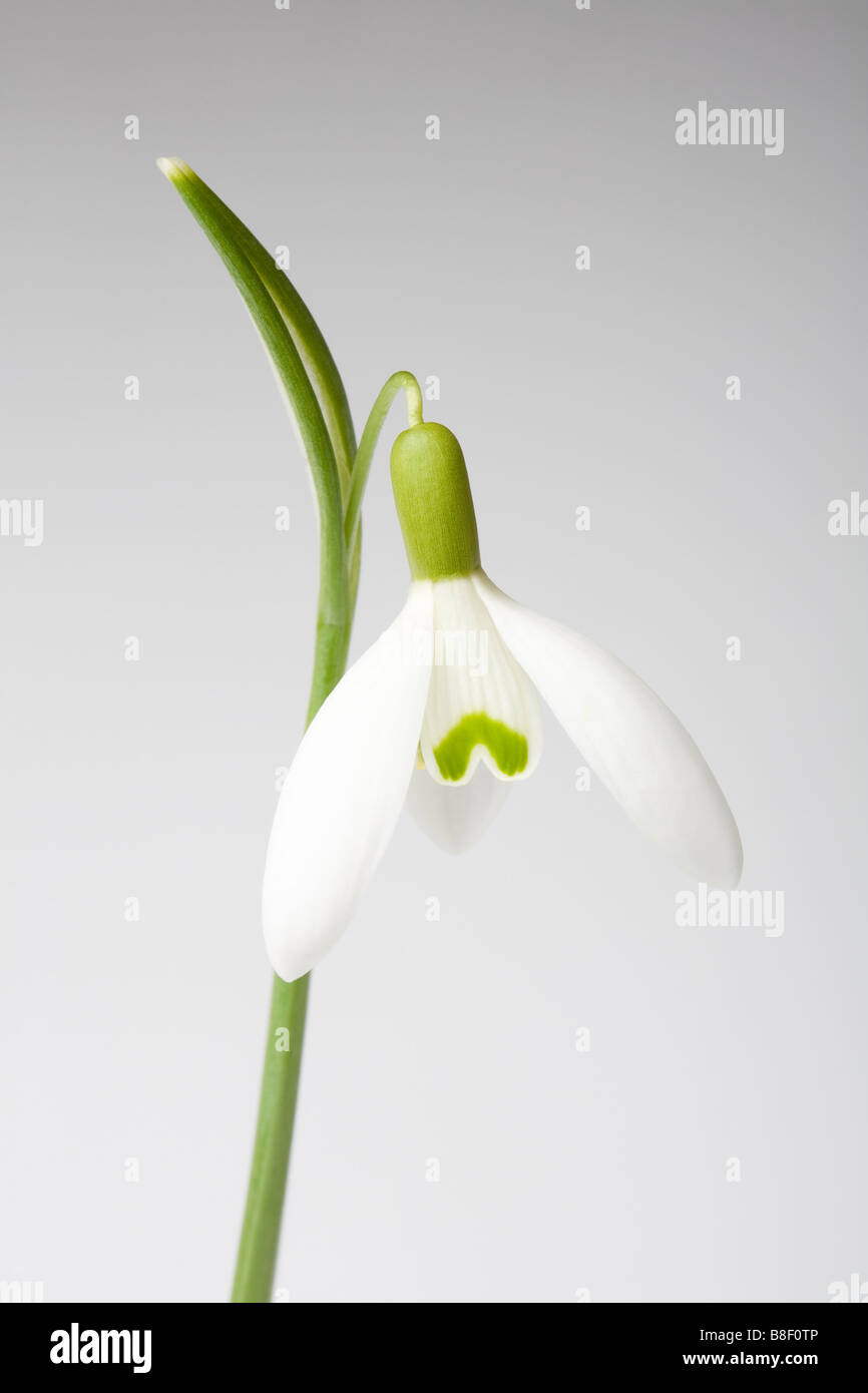 Snowdrop flower Stock Photo