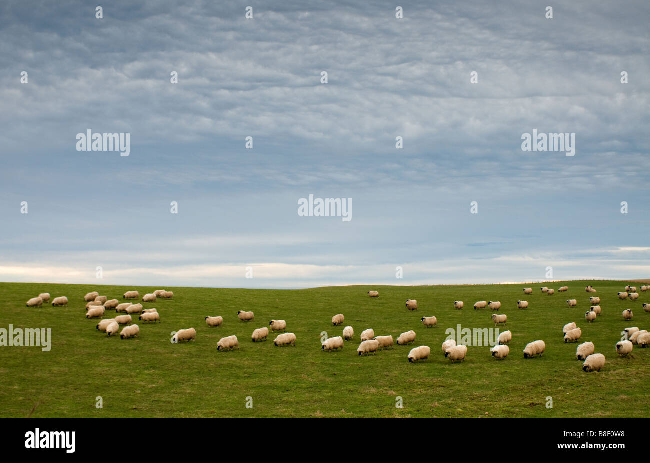 Black Faced Sheep Ovis aries flock graze at Dunnottar Near Stonehaven Grampian Region Scotland UK   SCO 2189 Stock Photo