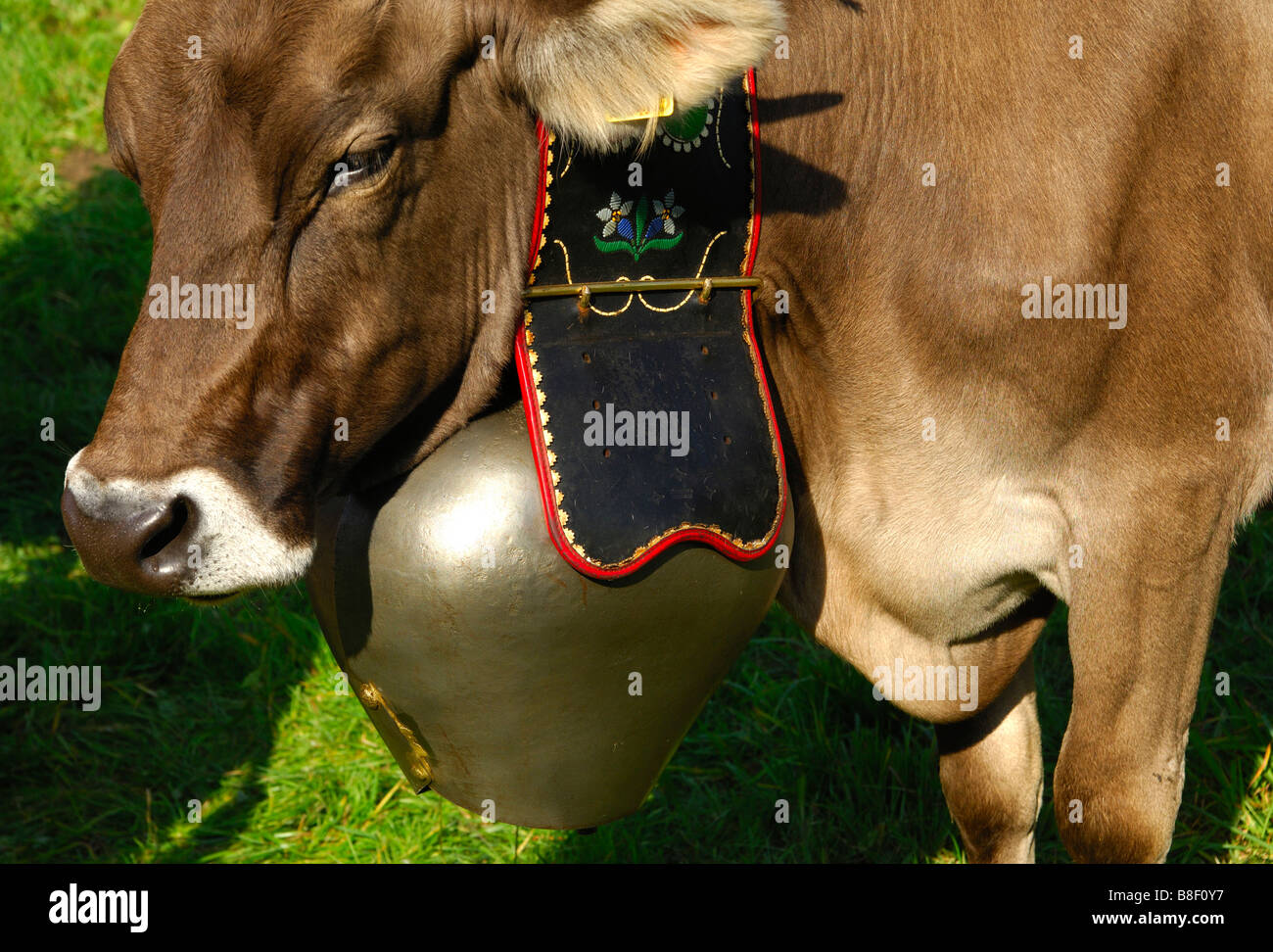 Portrait of a Swiss Brown cow with a big bell around the neck, Switzerland Stock Photo