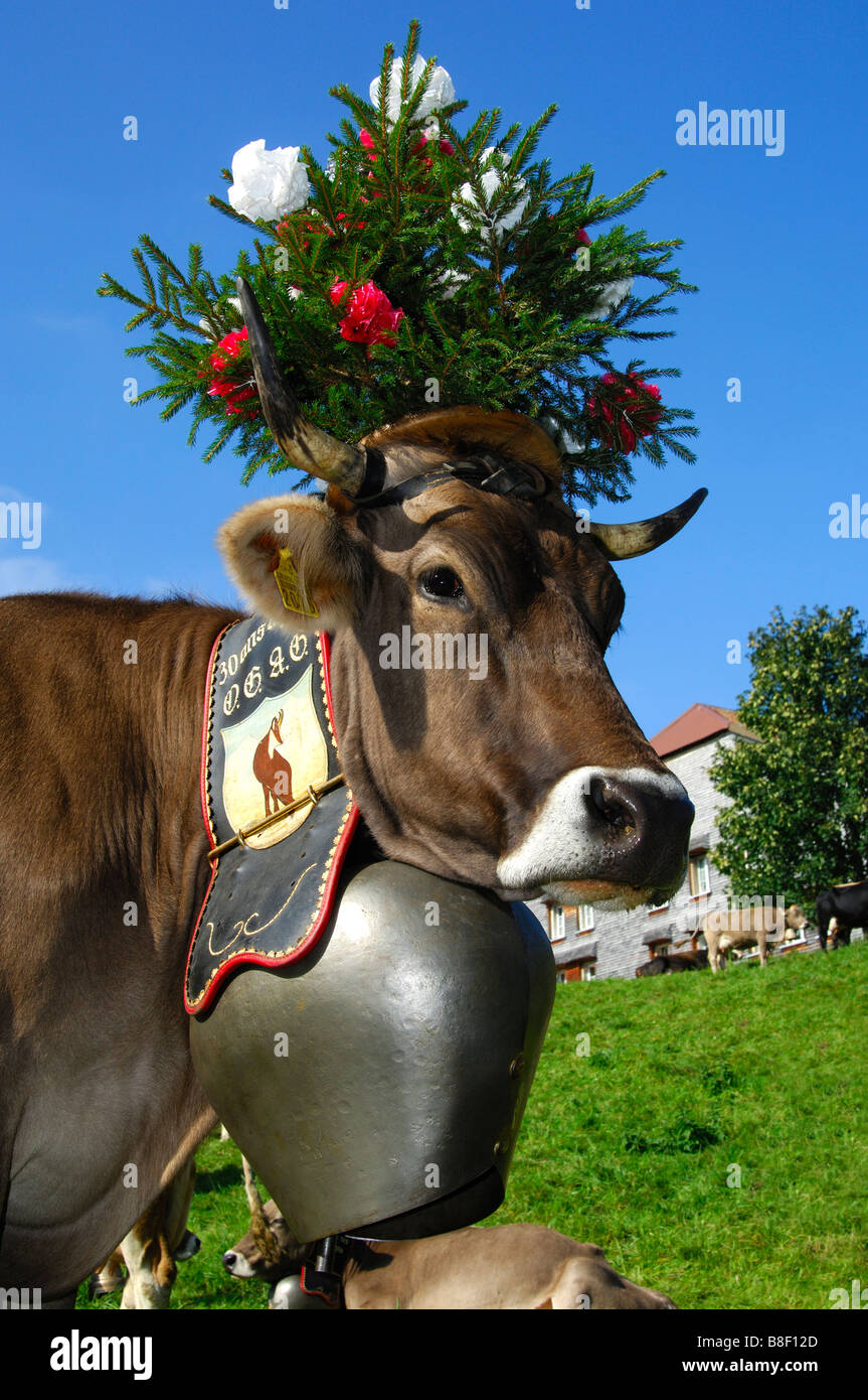 Swiss brown cattle queen cow with a big bell around the neck and decorated for the bringing home ceremony, Switzerland Stock Photo