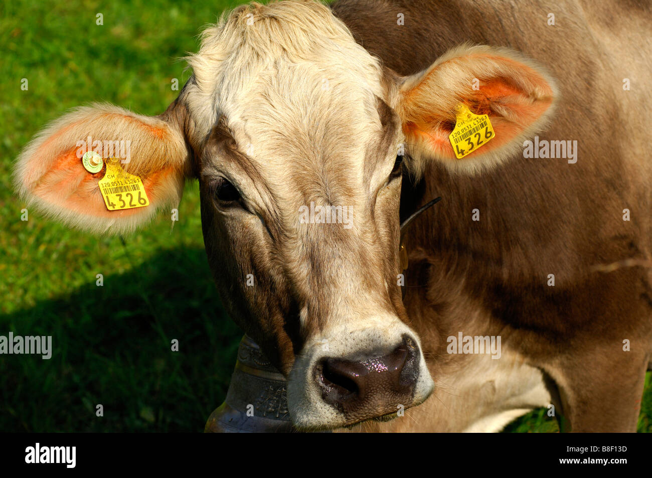 Hornless Swiss Brown cattle with an ear tag and a cow bell around the neck looking into the camera Canton of Vaud Switzerland Stock Photo