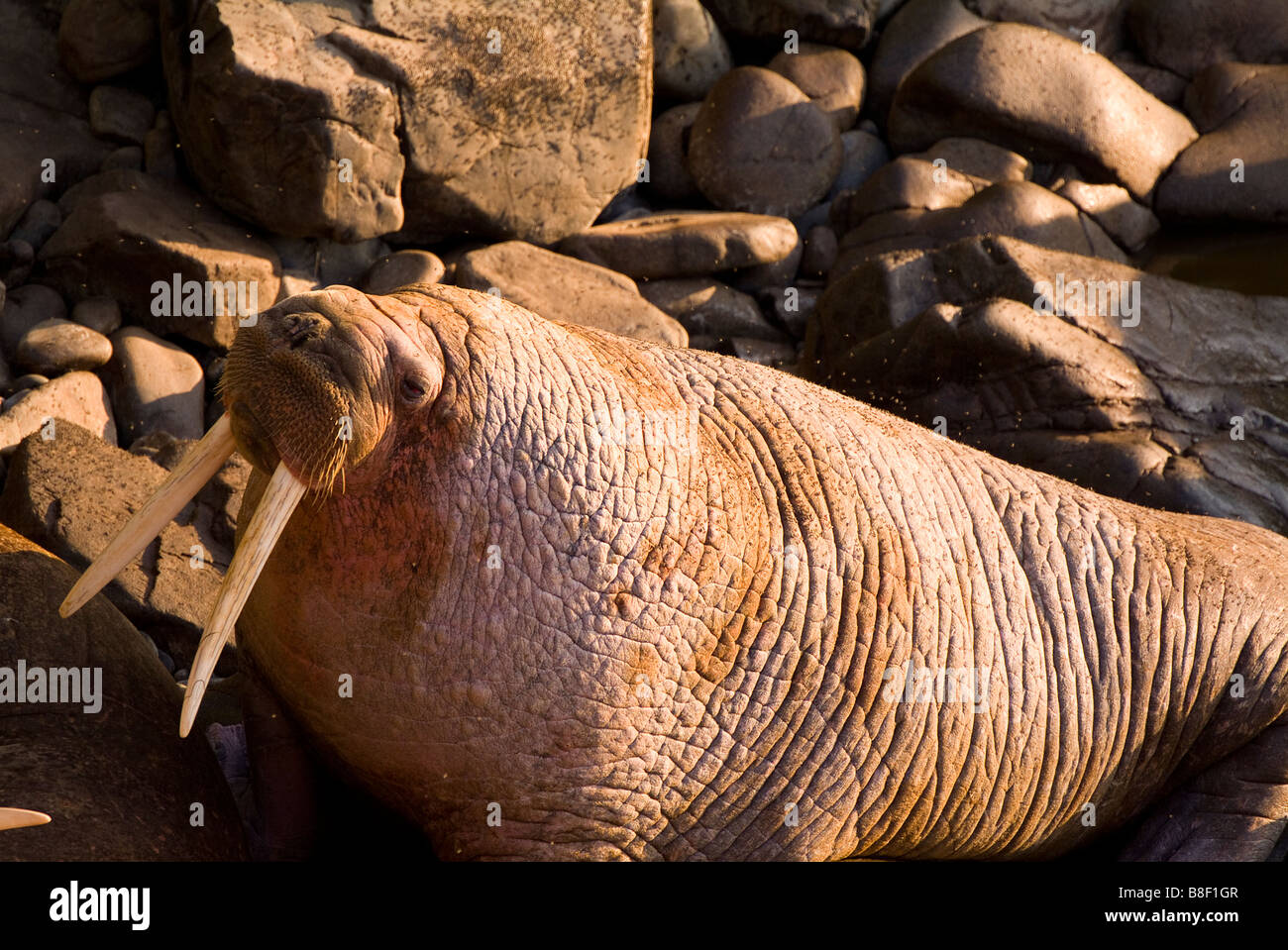 Walrus Odobenus rosmarus divergens Walrus Islands State Game Sanctuary