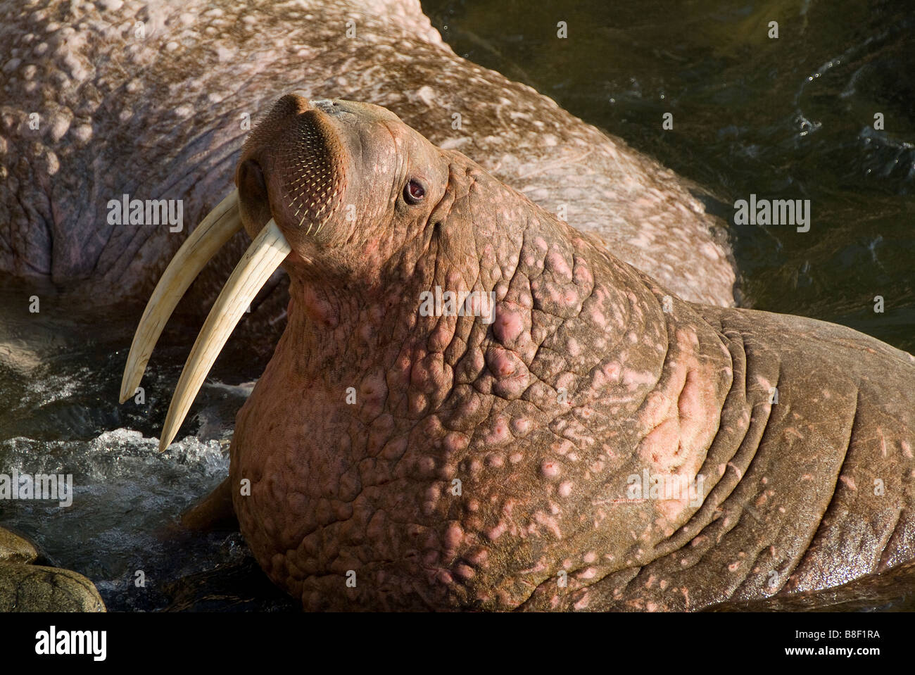 Walrus Odobenus rosmarus divergens Walrus Islands State Game Sanctuary