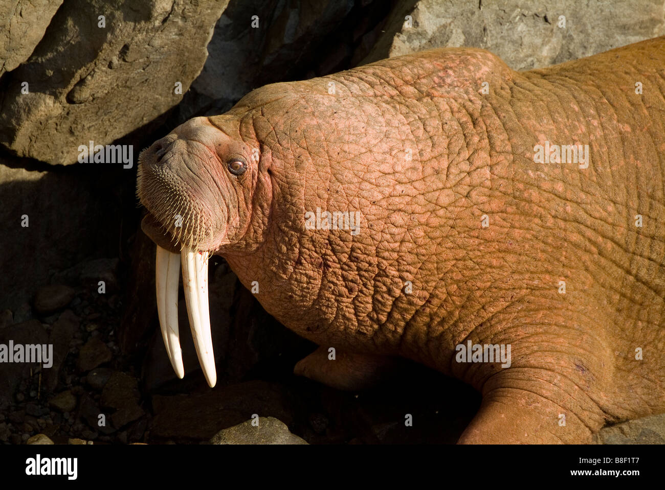Walrus Odobenus rosmarus divergens Walrus Islands State Game Sanctuary