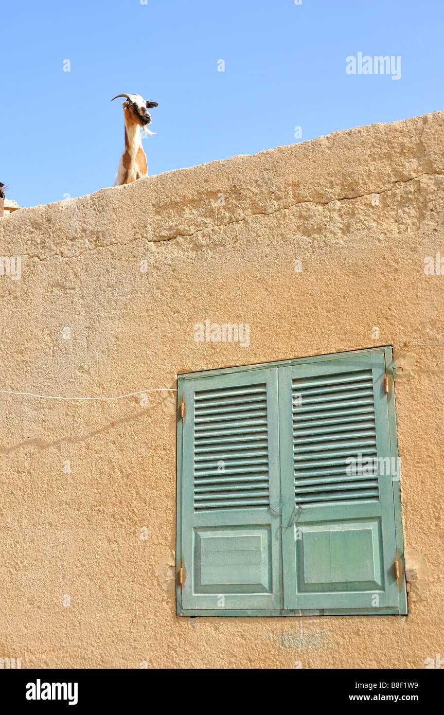 Goat on the roof of a building, Sal Rei, Boa Vista Island, Republic of Cape Verde Stock Photo