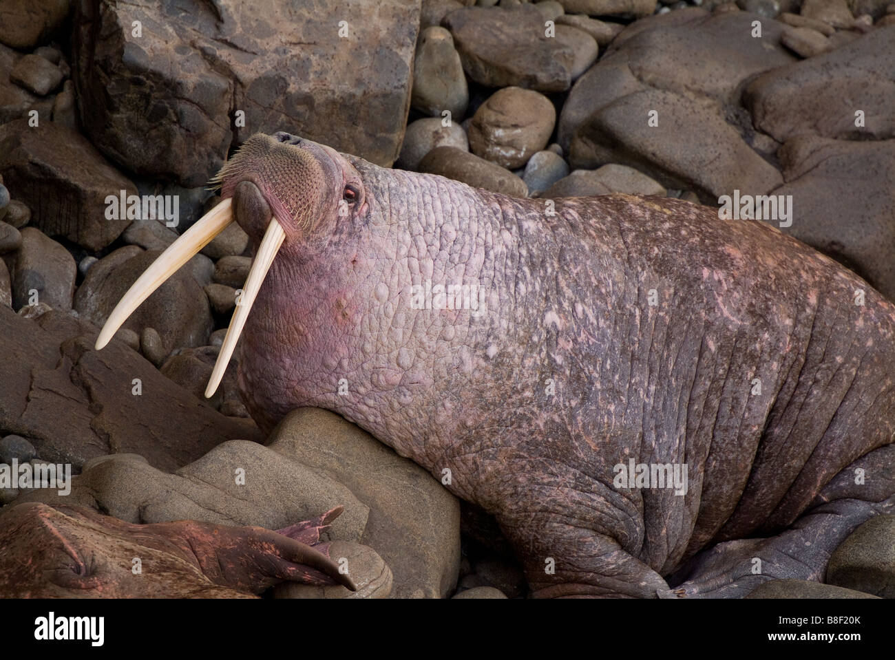 Walrus Odobenus rosmarus divergens Walrus Islands State Game Sanctuary