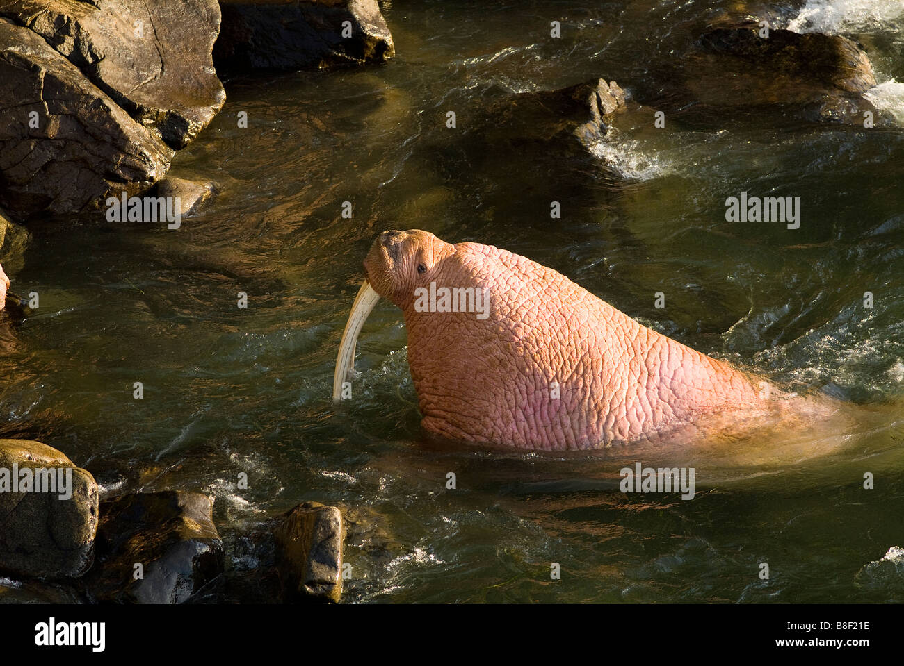 Walrus Odobenus rosmarus divergens Walrus Islands State Game Sanctuary