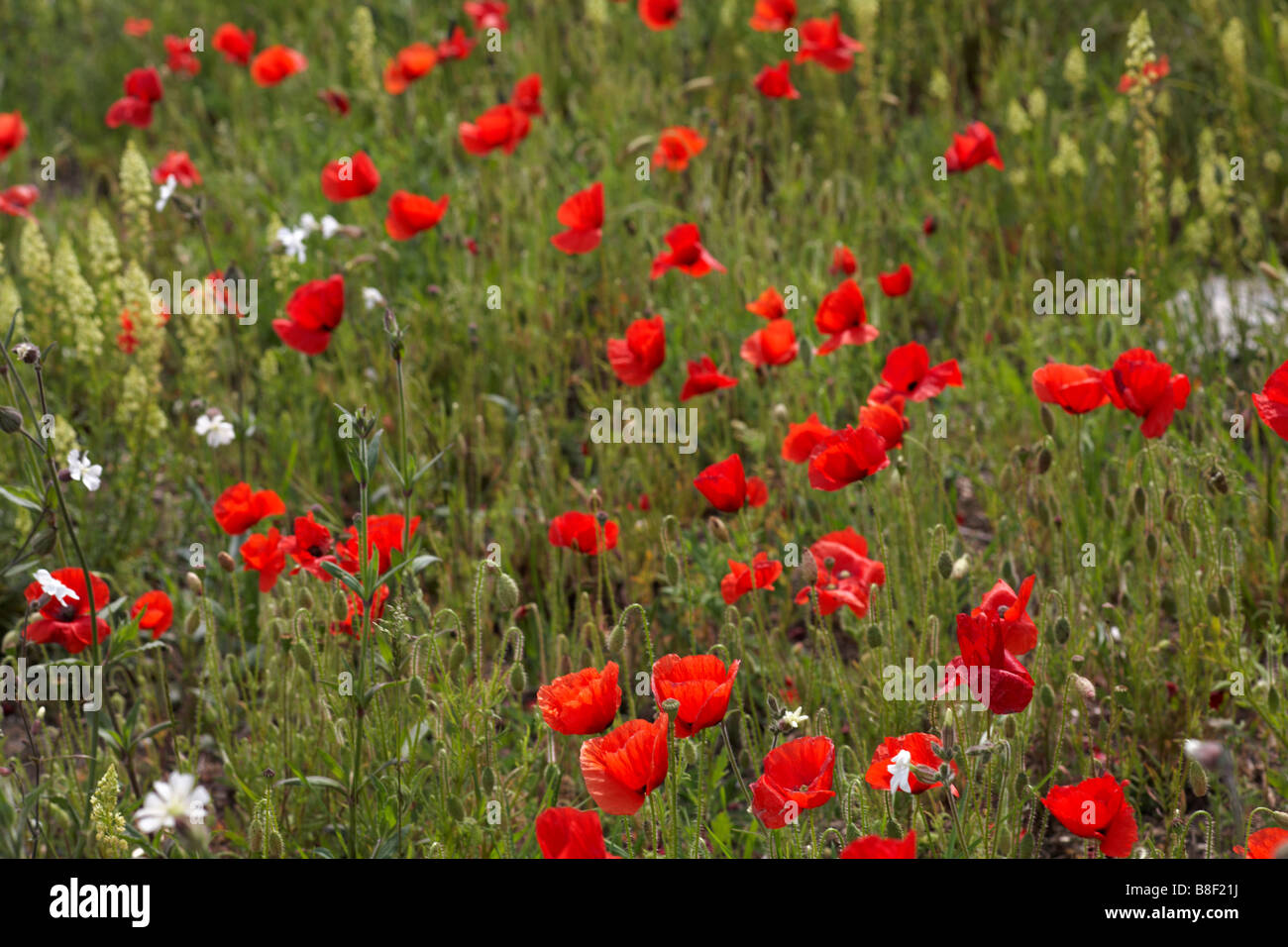 Fields of Common poppies, Papaver rhoeas, Wild mignonette, Reseda lutea and White campion, Silene alba, in May at Dorset Stock Photo