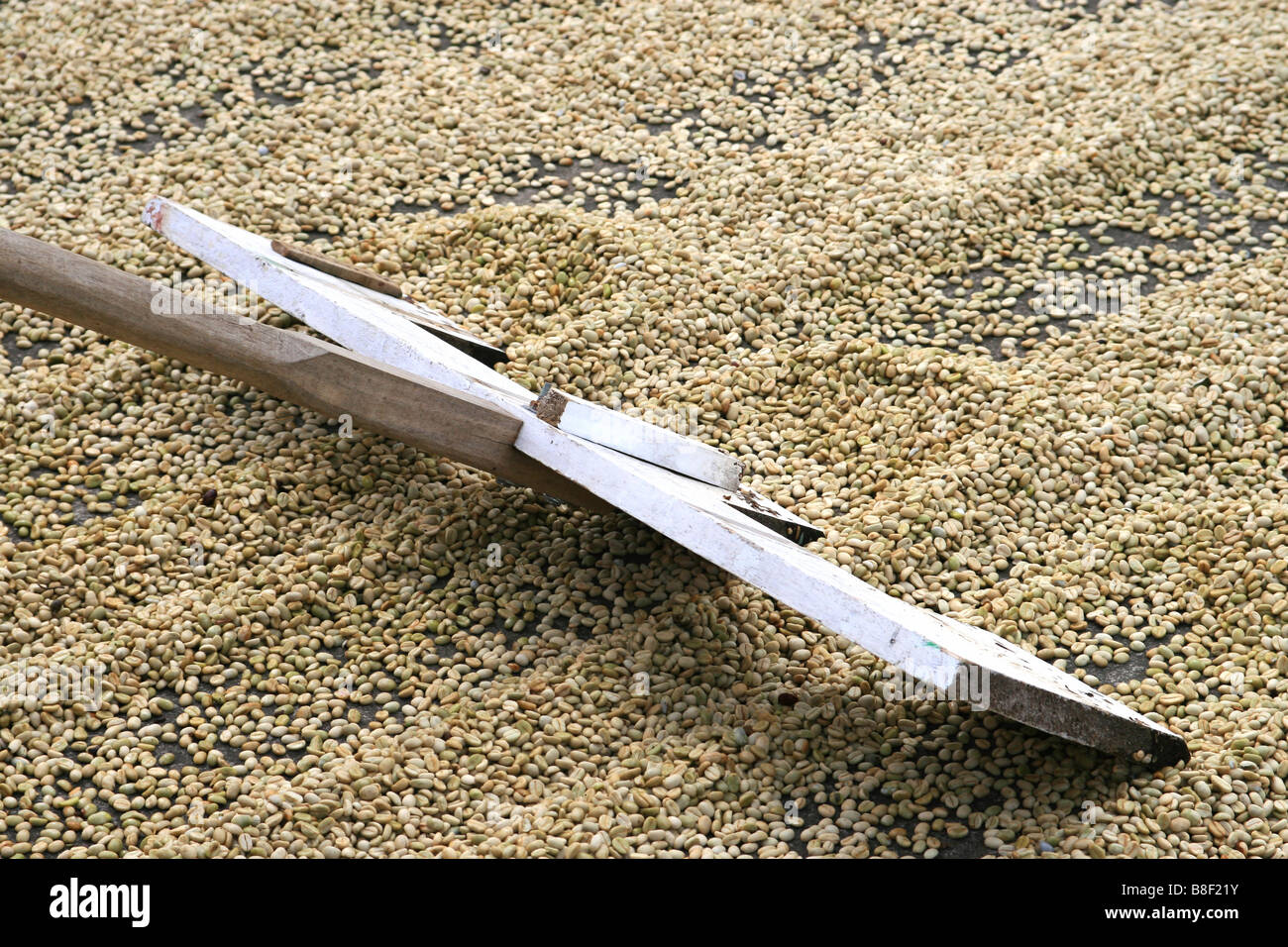 Coffee beans being raked with a rake as they are dried in the sun at a ...