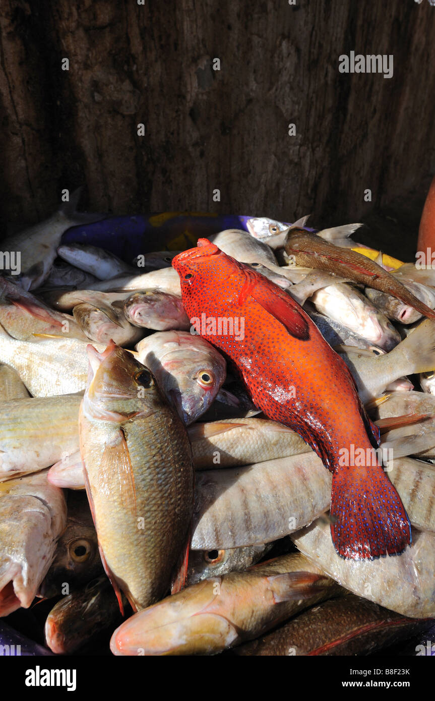 Fish pile with red Garoupa (Epinephelus taeniops), fish market, Sal Rei, Boa Vista Island, Republic of Cape Verde Stock Photo