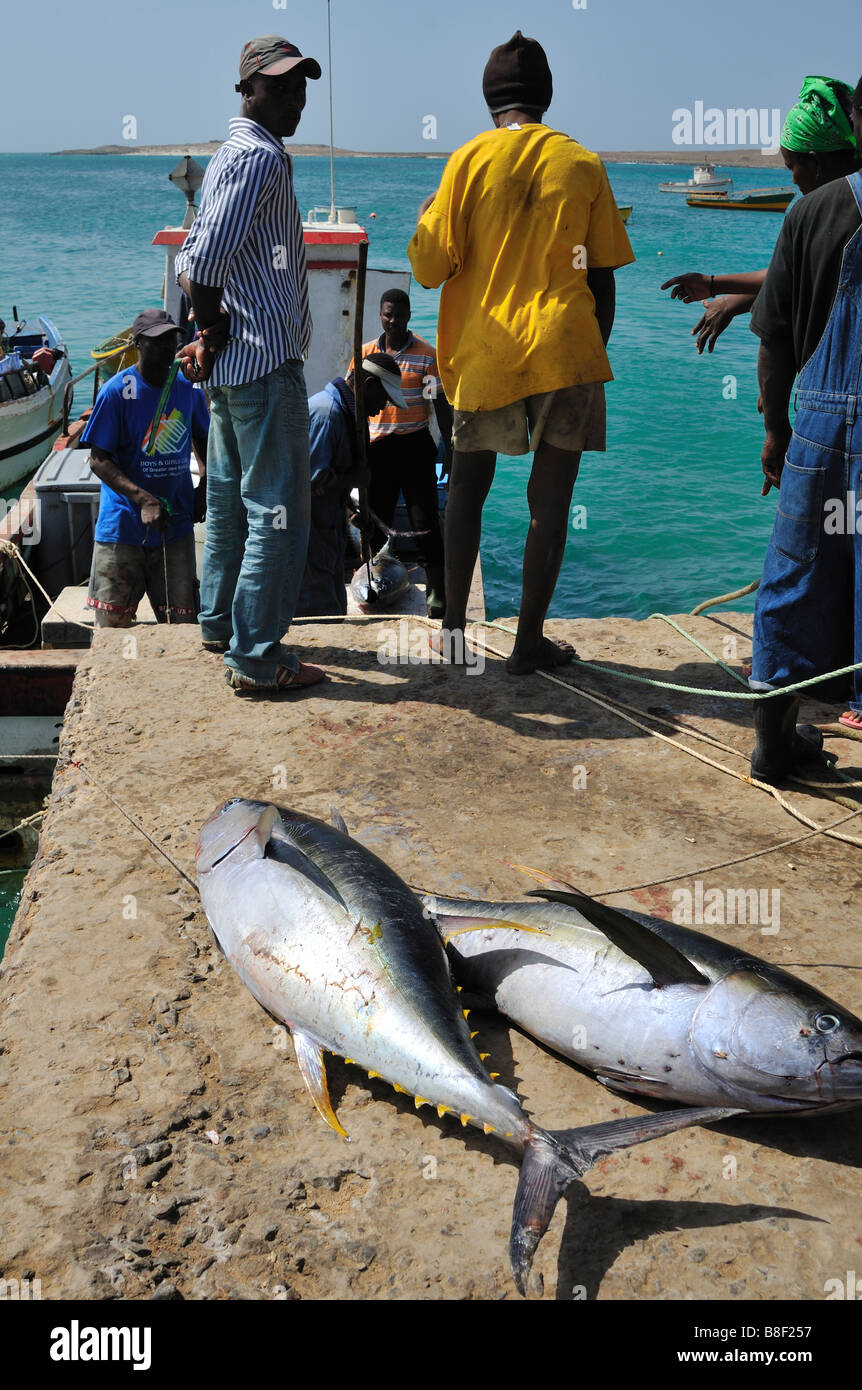 Fishermen unloading tunas, Sal Rei, Boa Vista Island, Republic of Cape Verde Stock Photo