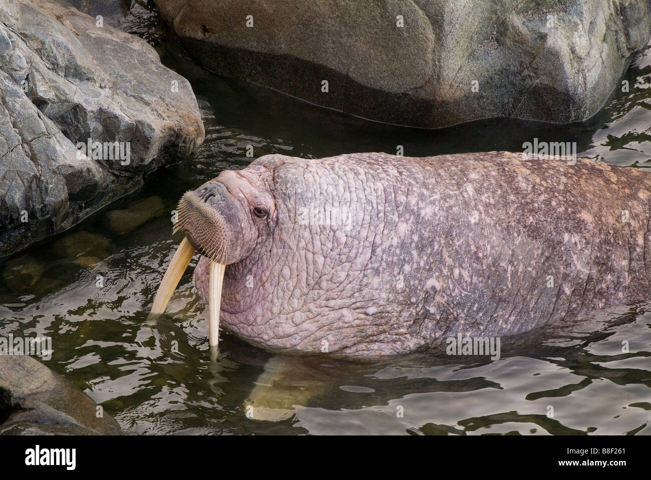 Walrus Odobenus rosmarus divergens Walrus Islands State Game Sanctuary