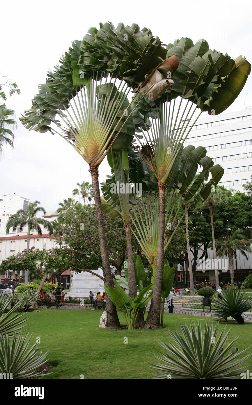 Pictures of the four varieties of Ravenala found in Ambalabe.